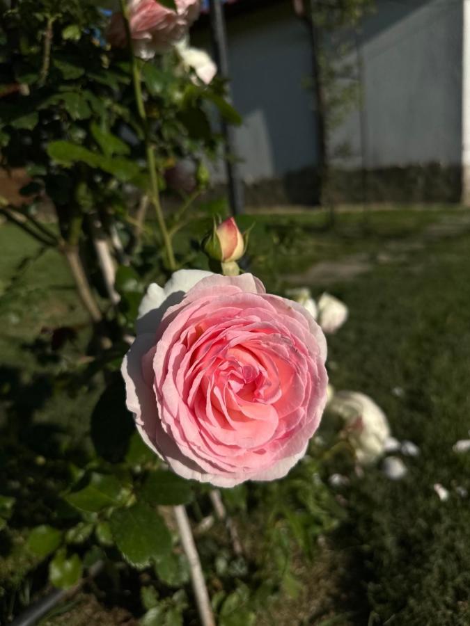 Хотелски Комплекс Копитото Tamarino Eksteriør billede